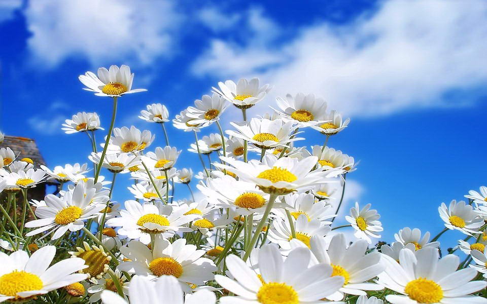 Tratinčica ili bijela rada – cvijeće za svaki vrt | Uredite Dom